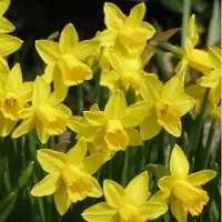 QFB Gardening Narcis Tête á Tête | 10 stuks | Cyclamineus | Geel | Narcissenbollen