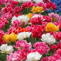 QFB Gardening Bloembollen Mix Murillo Tulpen | Darwinhybride | Meerkleurig |