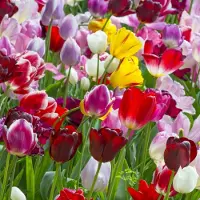 QFB Gardening Tulp Triumph Mix | 10 stuks | Meerkleurig | Tulpenbollen