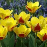 QFB Gardening Tulp Stresa | 10 stuks | Kaufmanniana | Geel | Rood | Tulpenbollen
