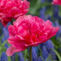 QFB Gardening Tulp Margarita | 10 stuks | Dubbel vroeg | Paars | Tulpenbollen