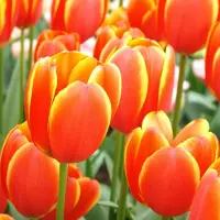QFB Gardening Tulp World's Favourite | 10 stuks | Darwinhybride | Oranje | Rood