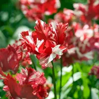 QFB Gardening Tulp Estella Rijnveld | 10 stuks | Parkiet | Rood | Wit