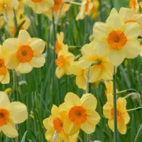 QFB Gardening Narcis Kedron | 10 stuks | Jonquilla | Geel | Oranje | Narcissenbollen