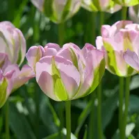QFB Gardening Tulp Groenland | 10 stuks | Roze | Groen | Tulpenbollen