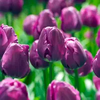 QFB Gardening Tulp Negrita | 10 stuks | Paars | Tulpenbollen | Snijbloem