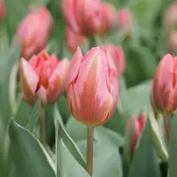 QFB Gardening Tulp Pretty Princess | 10 stuks | Enkel vroeg | Roze | Tulpenbollen