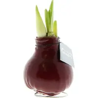 QFB Gardening Wax Amaryllis Bordeaux | Prachtige Wax Amaryllis voor in huis | Rood