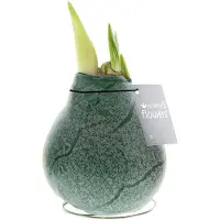 QFB Gardening Wax Amaryllis Marble Groen | Prachtige Wax Amaryllis voor in huis | Rood