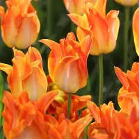 QFB Gardening Tulp Moonblush | 10 stuks | Leliebloemig | Geel | Oranje