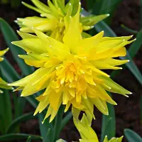 QFB Gardening Narcis Rip van Winkle | 10 stuks | Dubbel | Geel | Narcissenbollen