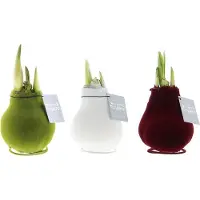 QFB Gardening Wax Amaryllis Collectie Velvet Touchz | 3 stuks | Prachtige Wax Amaryllis voor