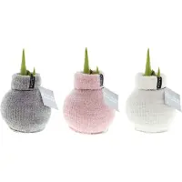 QFB Gardening Wax Amaryllis Collectie Fashionz Cozy Fluffy | 3 stuks | Prachtige Wax Amaryllis