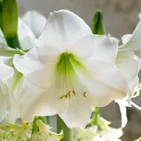QFB Gardening Amaryllis Mont Blanc | 1 stuk | Snijbloem | Geschikt voor in Pot | Kamerplant | Wit | Prachtige Amaryllisbollen voor in huis | Grote bolmaat 32/34 | Ridderster