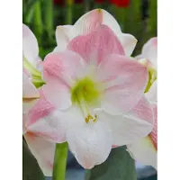 QFB Gardening Amaryllis Apple Blossom | 1 stuk | Snijbloem | Geschikt voor in Pot | Kamerplant | Roze | Prachtige Amaryllisbollen voor in huis | Grote bolmaat 32/34 | Ridderster