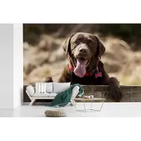 MuchoWow Fotobehang vinyl - Labrador Retriever die over een omheining kijkt breedte 450 cm x hoogte 300 cm - Foto print op behang (in 7 formaten beschikbaar)