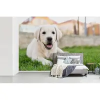 MuchoWow Fotobehang vinyl - Witte Labrador Retriever die in het gras ligt breedte 390 cm x hoogte 260 cm - Foto print op behang (in 7 formaten beschikbaar)