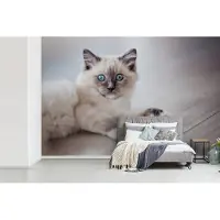 MuchoWow Behang - Fotobehang Een Ragdoll kitten ligt op de vloer - Breedte 330 cm x hoogte 220 cm