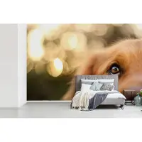 MuchoWow Behang - Fotobehang De twinkeling in het oog van de Golden Retriever - Breedte 360 cm x hoogte 240 cm