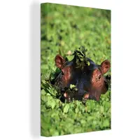 MuchoWow Nijlpaard in watersla Canvas 120x180 cm - Foto print op Canvas schilderij (Wanddecoratie woonkamer / slaapkamer) / Wilde dieren Canvas Schilderijen XXL / Groot formaat!