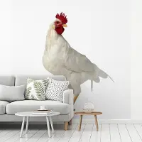 MuchoWow Fotobehang vinyl - Jonge witte haan op een witte achtergrond breedte 240 cm x hoogte 240 cm - Foto print op behang (in 7 formaten beschikbaar)