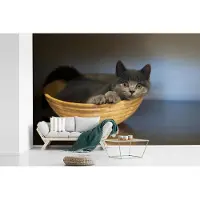 MuchoWow Fotobehang vinyl - Foto van een Britse korthaar in een houten kom breedte 330 cm x hoogte 220 cm - Foto print op behang (in 7 formaten beschikbaar) - slaapkamer/woonkamer/kantoor