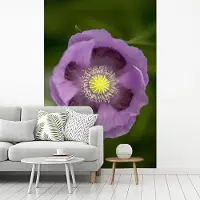 MuchoWow Behang - Fotobehang Close up van roze bladeren van de slaapbol - Breedte 150 cm x hoogte 220 cm
