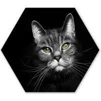 MuchoWow Hexagon wanddecoratie - Kunststof Wanddecoratie - Hexagon Schilderij - Huisdieren - Kat - Dieren - Zwart - Wit - 120x103 cm