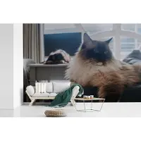 MuchoWow Behang - Fotobehang Een rustende Ragdoll kat - Breedte 330 cm x hoogte 220 cm