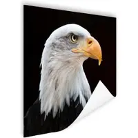 PosterMonkey Poster Zeearend - Portret - Vogel - WItkop zeearend - 40x30 cm