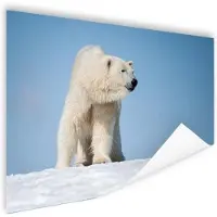 MuchoWow Ijsbeer Poster 180x120 cm - Foto print op Poster (wanddecoratie woonkamer / slaapkamer) / Wilde dieren Poster XXL / Groot formaat!