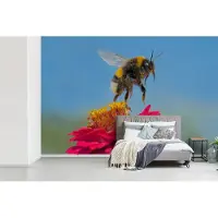 MuchoWow Fotobehang vinyl - Hommel zwevend boven een roze Zinnia plant breedte 420 cm x hoogte 280 cm - Foto print op behang (in 7 formaten beschikbaar)