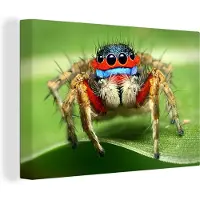 MuchoWow Springende spin Canvas 180x120 cm - Foto print op Canvas schilderij (Wanddecoratie woonkamer / slaapkamer) / Wilde dieren Canvas Schilderijen XXL / Groot formaat!