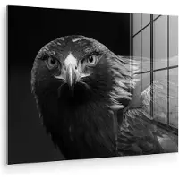 MuchoWow Glasschilderij - Foto op glas - Acrylglas - Dieren - Buizerd - Vogel - Zwart - Wit - Muurdecoratie - Woondecoratie - 160x120 cm - Decoratie woonkamer