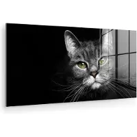 MuchoWow - Glasschilderij - Muurdecoratie - Acrylglas - Huisdieren - Kat - Geel - Zwart - Wit - Woonkamer - Wanddecoratie - 80x40 cm - Foto op glas - Kamerdecoratie