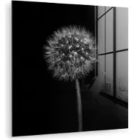 MuchoWow Glasschilderij 50x50 cm - Schilderij acrylglas - Paardenbloem - Zwart - Bloemen - Botanisch - Foto op glas - Muurdecoratie woonkamer - Wanddecoratie slaapkamer - Schilderijen
