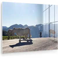 MuchoWow Glasschilderij 160x120 cm - Schilderij acrylglas - Schotse hooglander - Licht - Berg - Natuur - Foto op glas - Muurdecoratie woonkamer - Wanddecoratie slaapkamer - Schilderijen