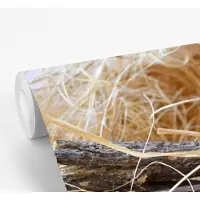 MuchoWow Behang - Fotobehang Bundel zoethout op een tafel - Breedte 360 cm x hoogte 240 cm