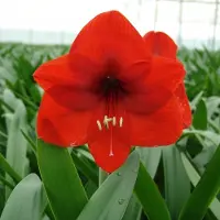 QFB Gardening Amaryllis Red Lion | 1 stuk | Snijbloem | Geschikt voor in Pot | Kamerplant | Rood | Prachtige Amaryllisbollen voor in huis | Grote bolmaat 32/34 | Ridderster