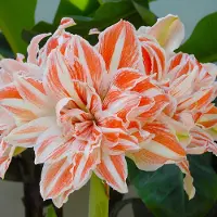 QFB Gardening Amaryllis Dancing Queen | Bolmaat 32/34 | Ridderster | Rood | Kamerplant