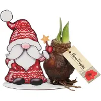QFB Gardening Amaryllis Gnoom met ster | Bolmaat 32/34 | Ridderster | Rood | Kamerplant