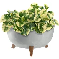 Kadax Kunststof bloempot met drie steunen, ronde bloembak, plantenpot, bloempot voor balkon, woonkamer (grijs, diameter 39,5 cm)