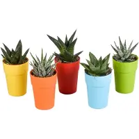 Planteda Gasteria/Haworthia mix 5.5 cm in gekleurde plasticpot | 5 stuks