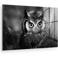 MuchoWow Glasschilderij - Foto op glas - Wilde dieren - Uil - Vogel - Zwart - Wit - 150x100 cm - Acrylglas - Muurdecoratie - Glasschilderij dieren - Schilderij vogels - Woondecoratie