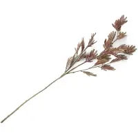 Coco Maison Siertak Mimosa leaf spray |