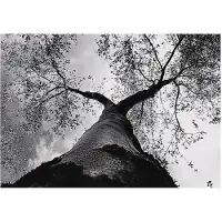WALLARENA - Fotobehang - 150x105 cm - zwart-wit boom bos slaapkamer woonkamer vliesbehang