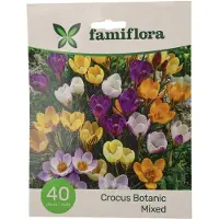 Famiflora Crocus Botanisch - Voorjaarsbloeiers - 40 bloembollen - Vroege lente-bloei voor een frisse start van het seizoen - Robuuste bloemen verdrijven grijs en brengen kleur in je tuin