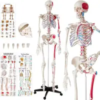 TecTake Skelet anatomie medisch model - 180cm + Anatomie poster - spier- en botmarkering - 400963
