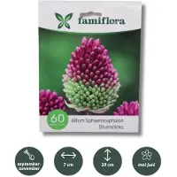 Famiflora Allium Sphaerocephalon - Voorjaarsbloeiers - 60 bloembollen