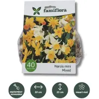 Famiflora Narcis Mini Mix - Voorjaarsbloeiers - 40 bloembollen - Overvloed aan narcissenpracht voor een indrukwekkend tuinbeeld - Brengt frisse lente-energie en vrolijkheid in je buitenruimte